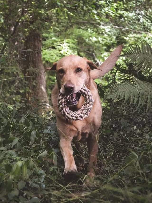 Dog holding an eco-friendly dog toy in it's mouth