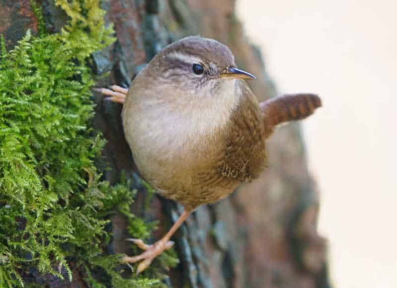 A wren on a tree, part of the RSPB's Big Garden Bird Watch day.