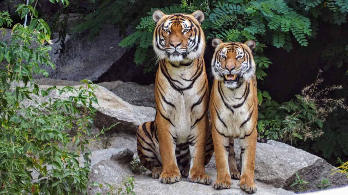 Two tigers sitting beside rocks