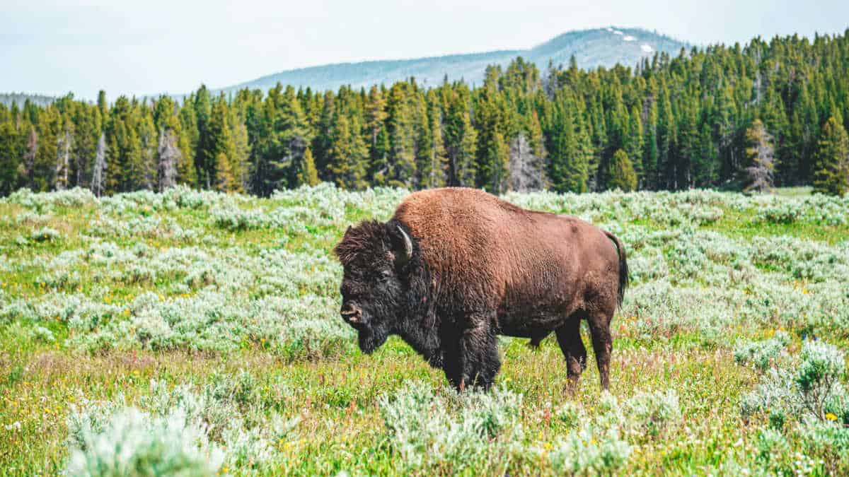 Bison standing in an open field surrounded by trees