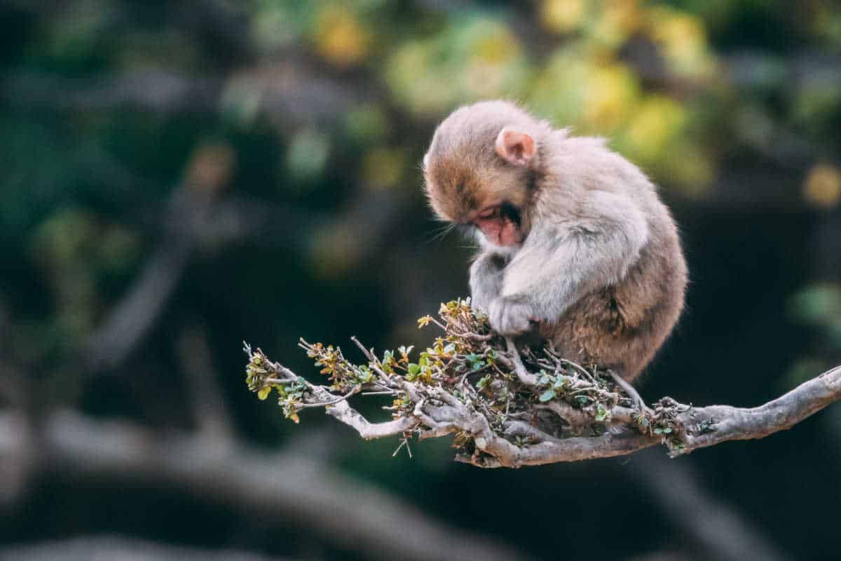 Small monkey perched on the end of a tree branch