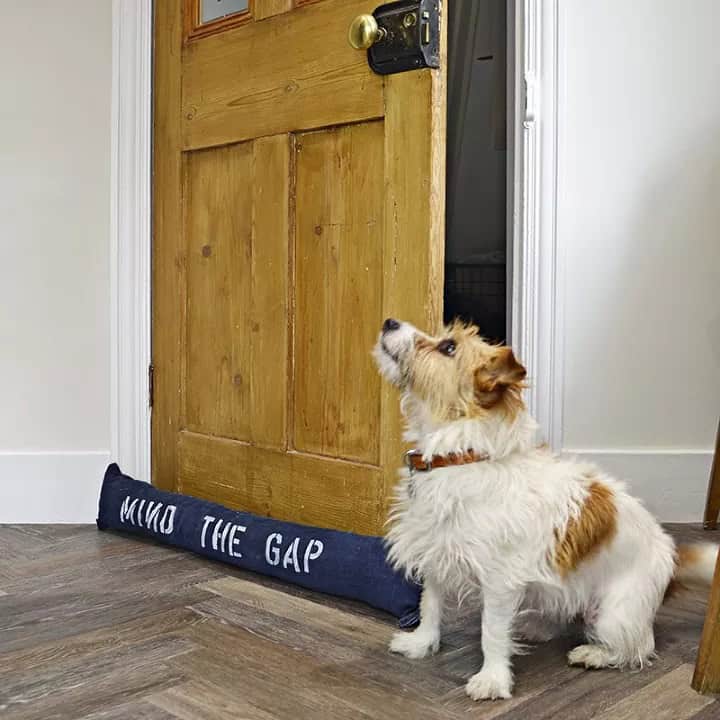 Dog in front of a wooden door that has a denim draught excluder in front of it.