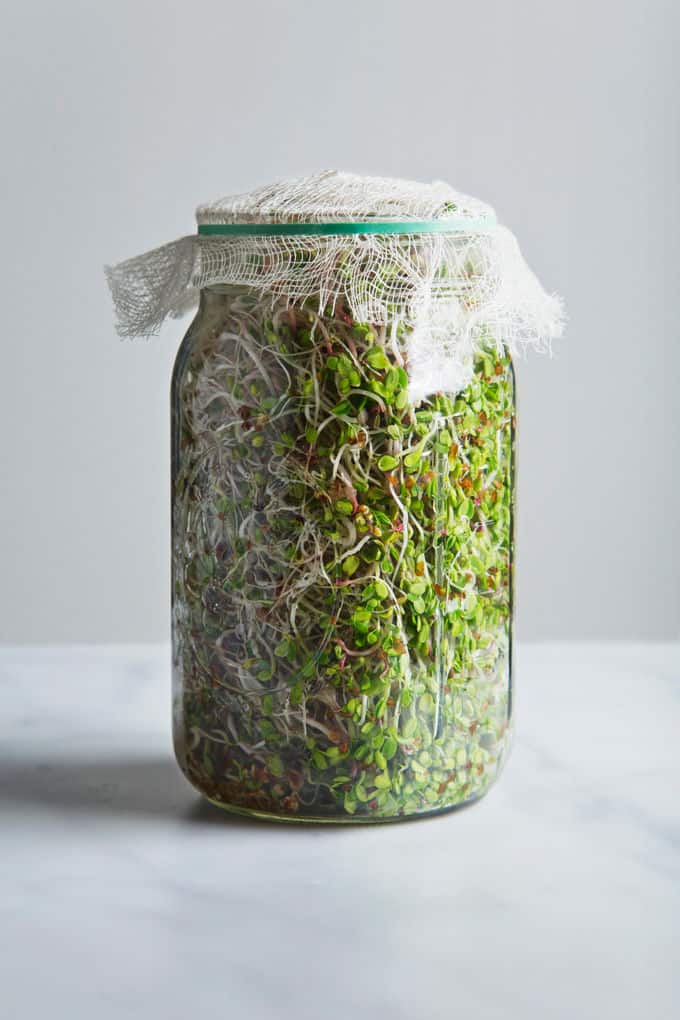 Glass jar full of sprouts, covered with fabric on top.