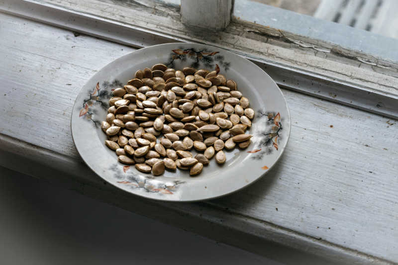 Pumpkin seeds drying out for planting.