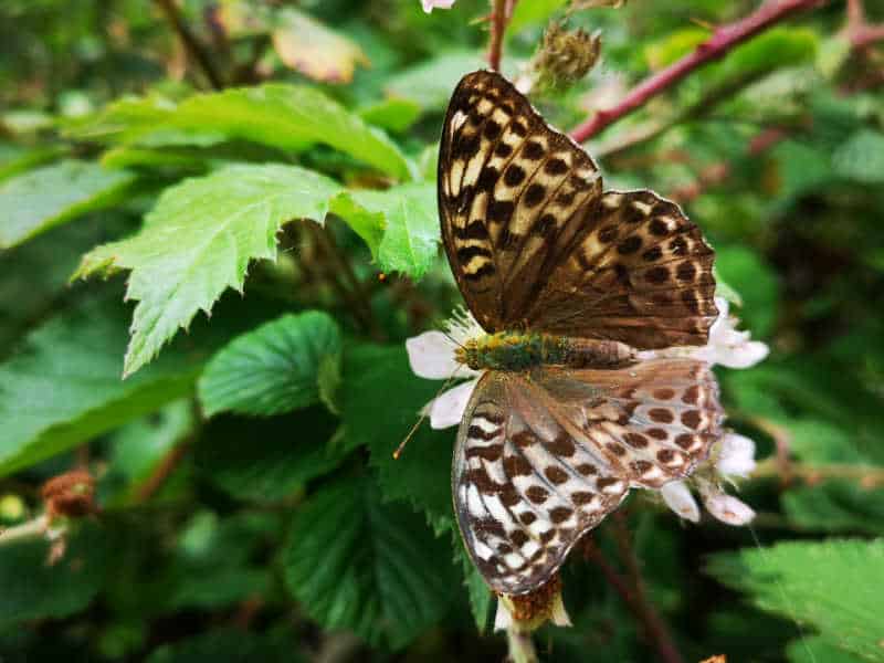 Butterfly resting on plant